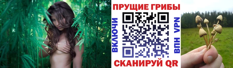 Псилоцибиновые грибы мухоморы  закладка  kraken tor  Бежецк 